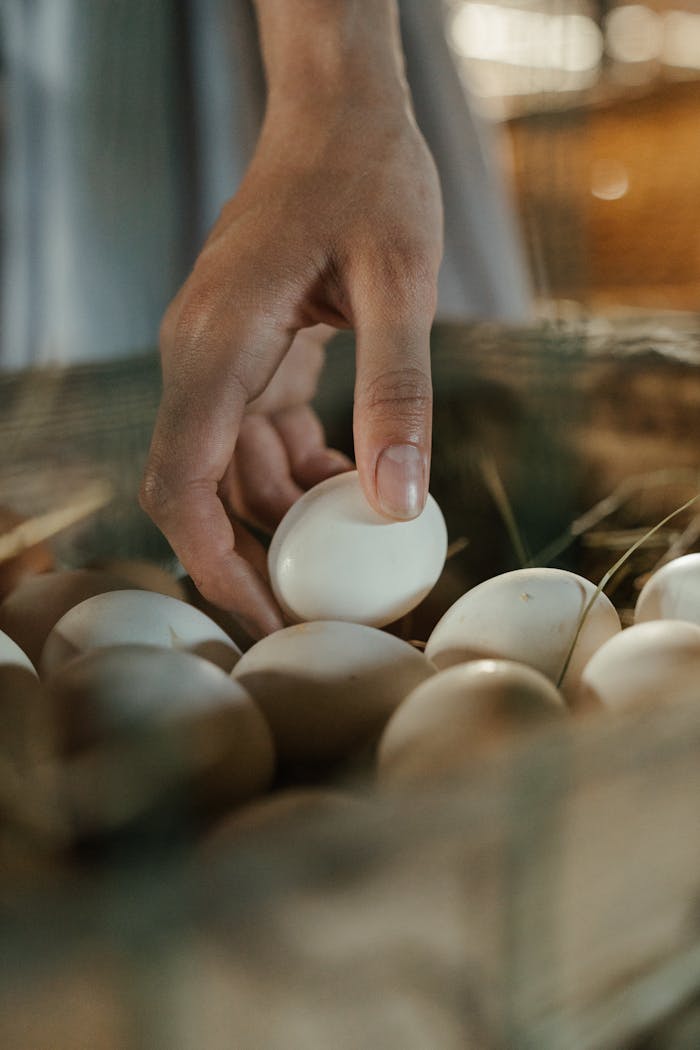 Close-up of a hand picking eggs from a straw nest in a rural farm setting.